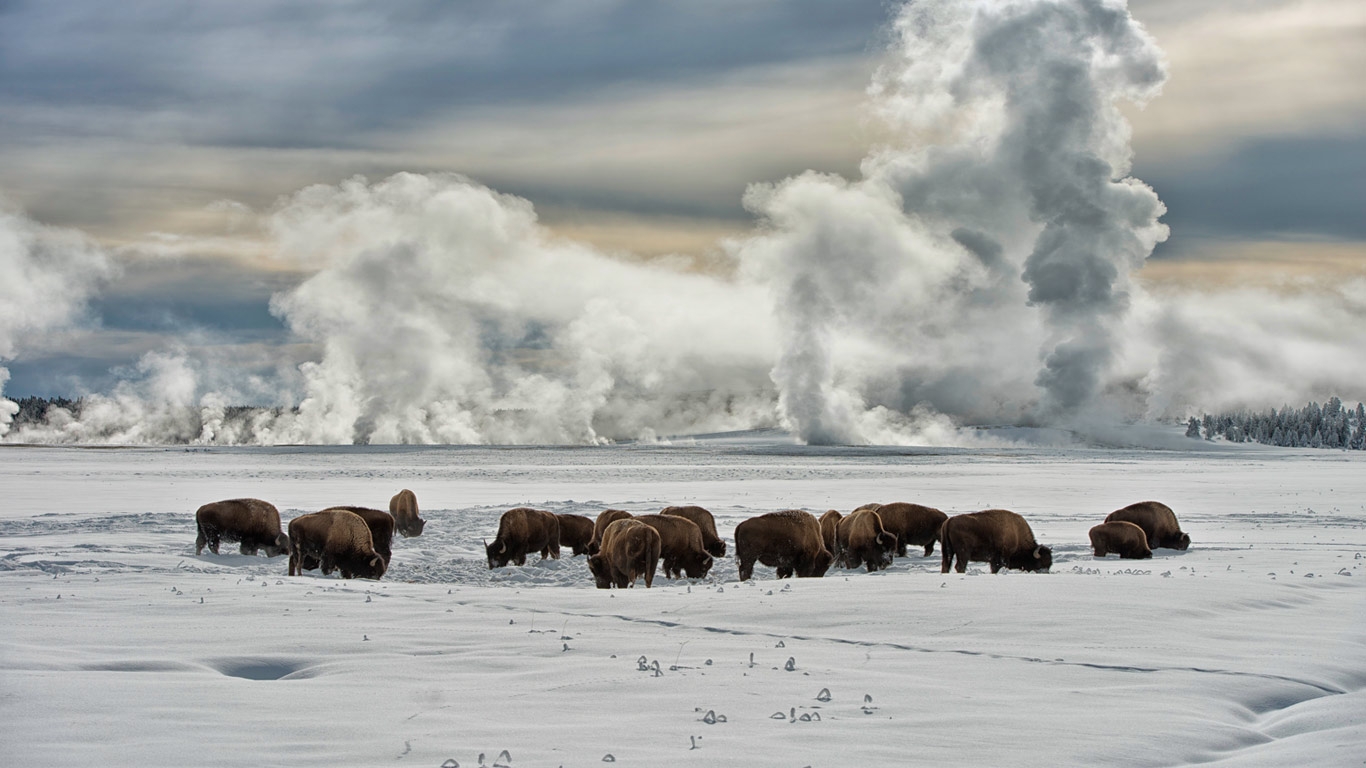 And American Bison HD Wallpaper