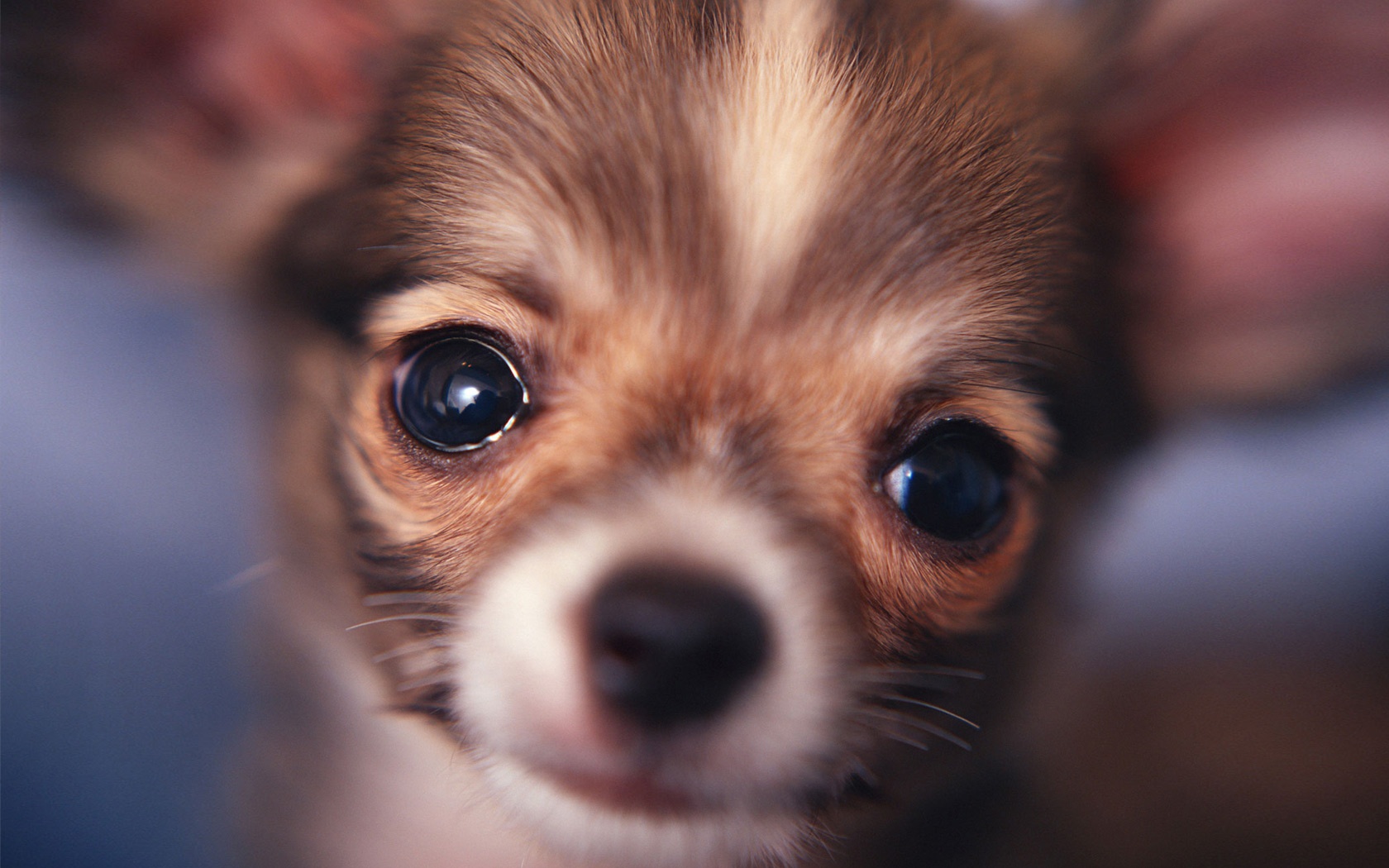 Free Chihuahua Puppy Wallpapers WallpaperSafari