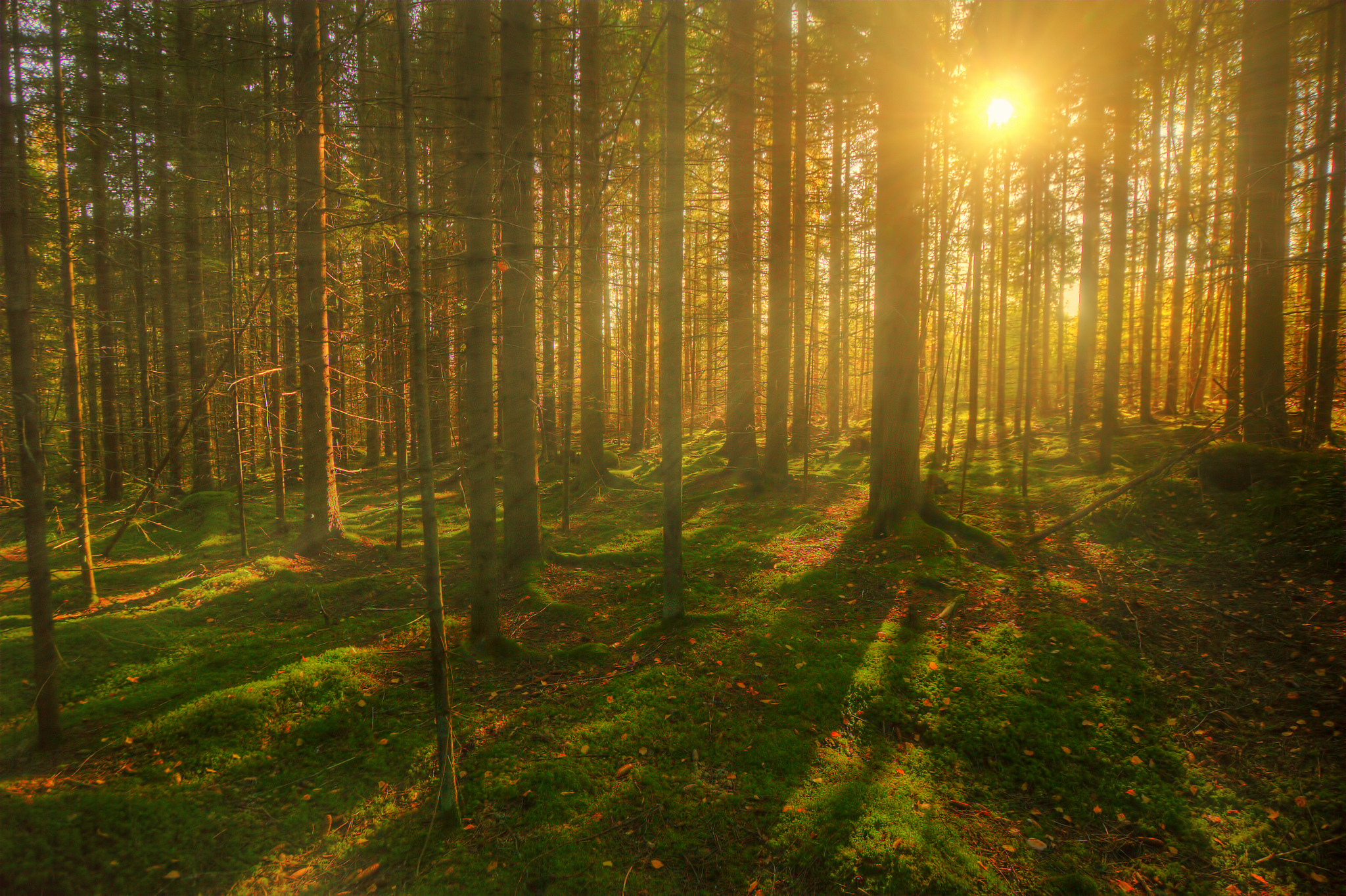Forests Trees Sun Rays Of Light Wallpaper HD Desktop And