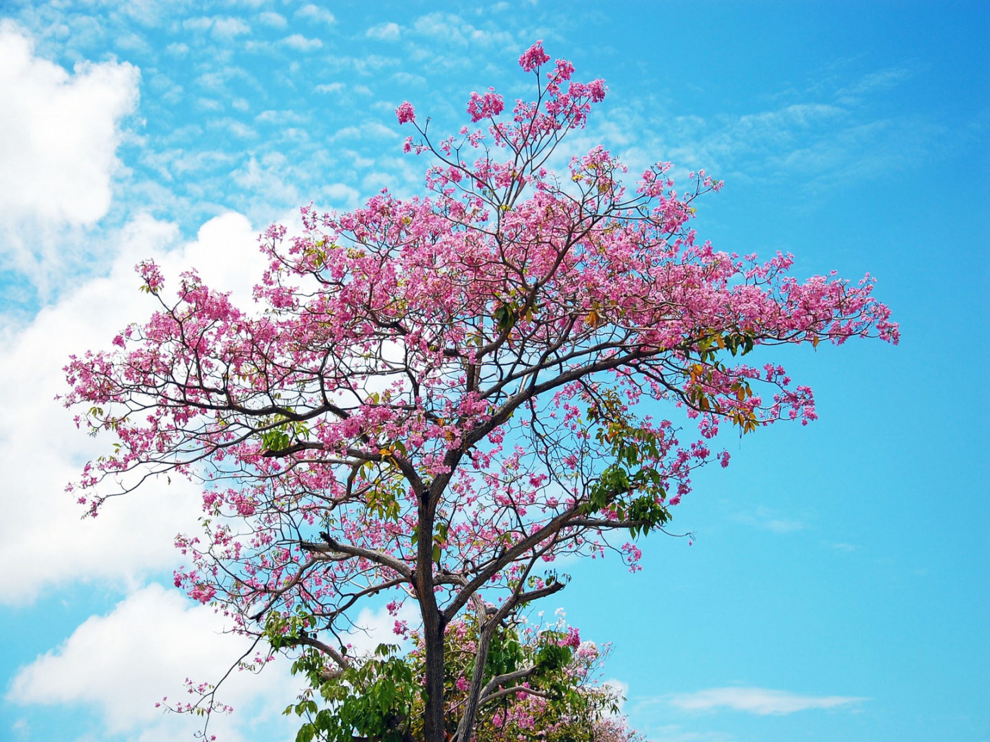 Sakura Tree Wallpaper