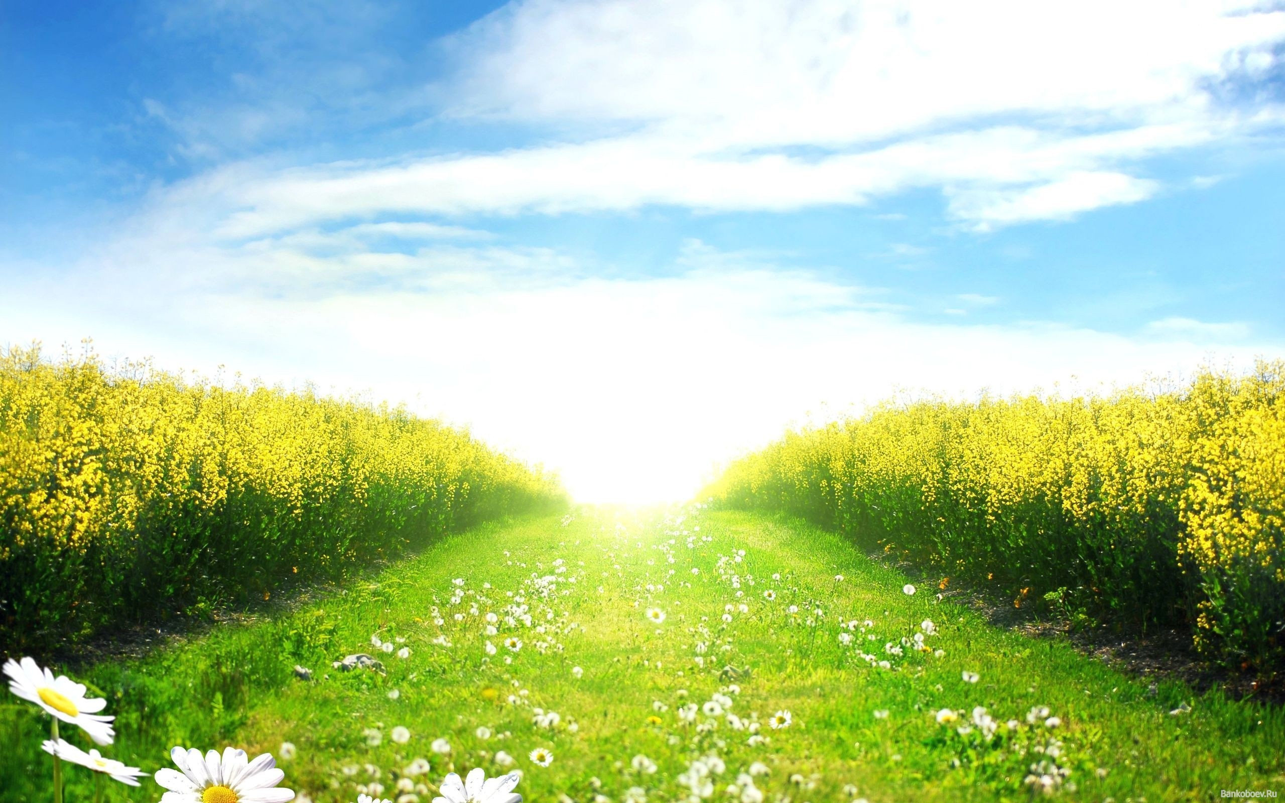 Sunny Day In The Spring Field Wallpaper And Image