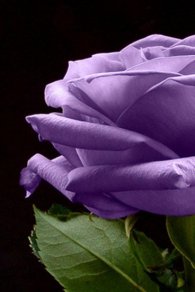 Purple Rose 640x960 free Screensaver wallpaper