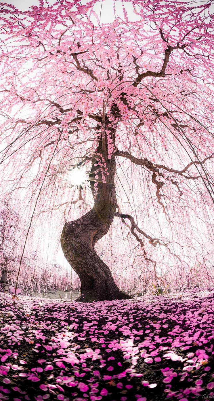 Japanese apricot tree   The iPhone Wallpapers