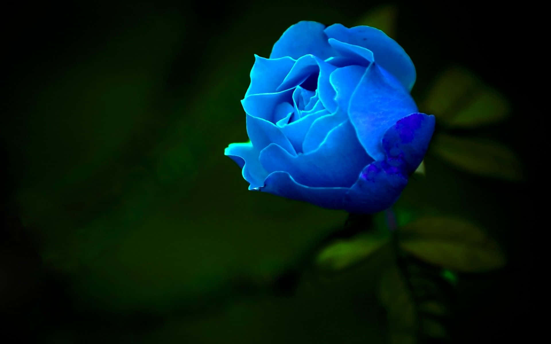 Dark Blue Rose Abstract Wallpaper
