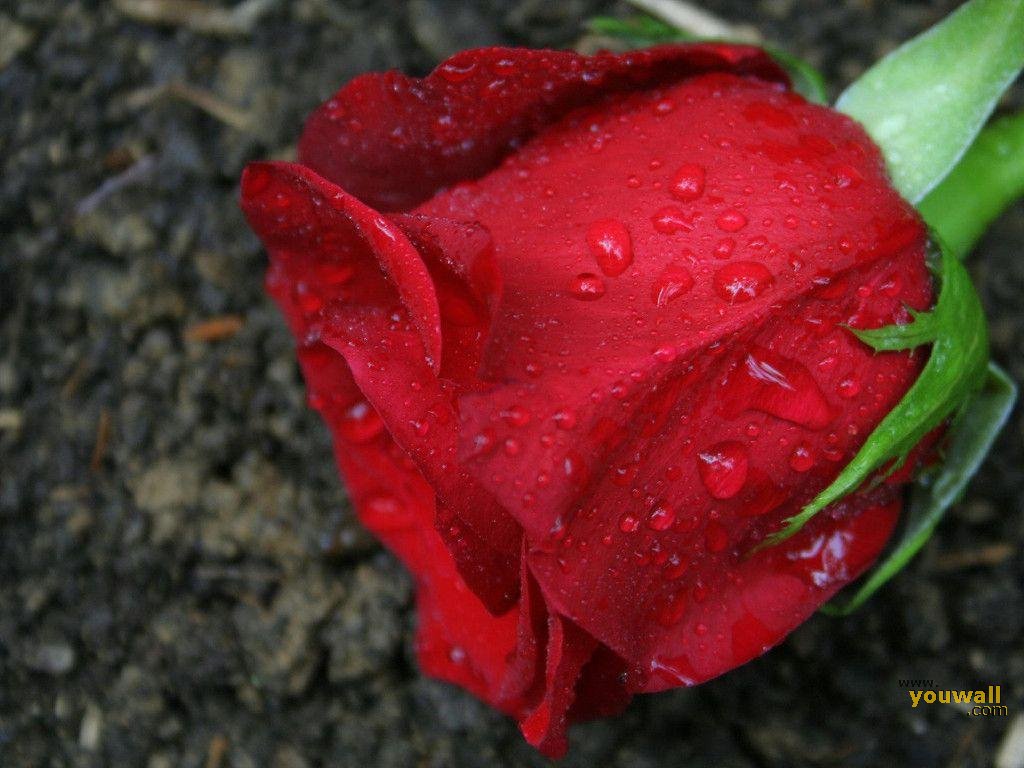 Beautiful Red Rose Wallpaper Background