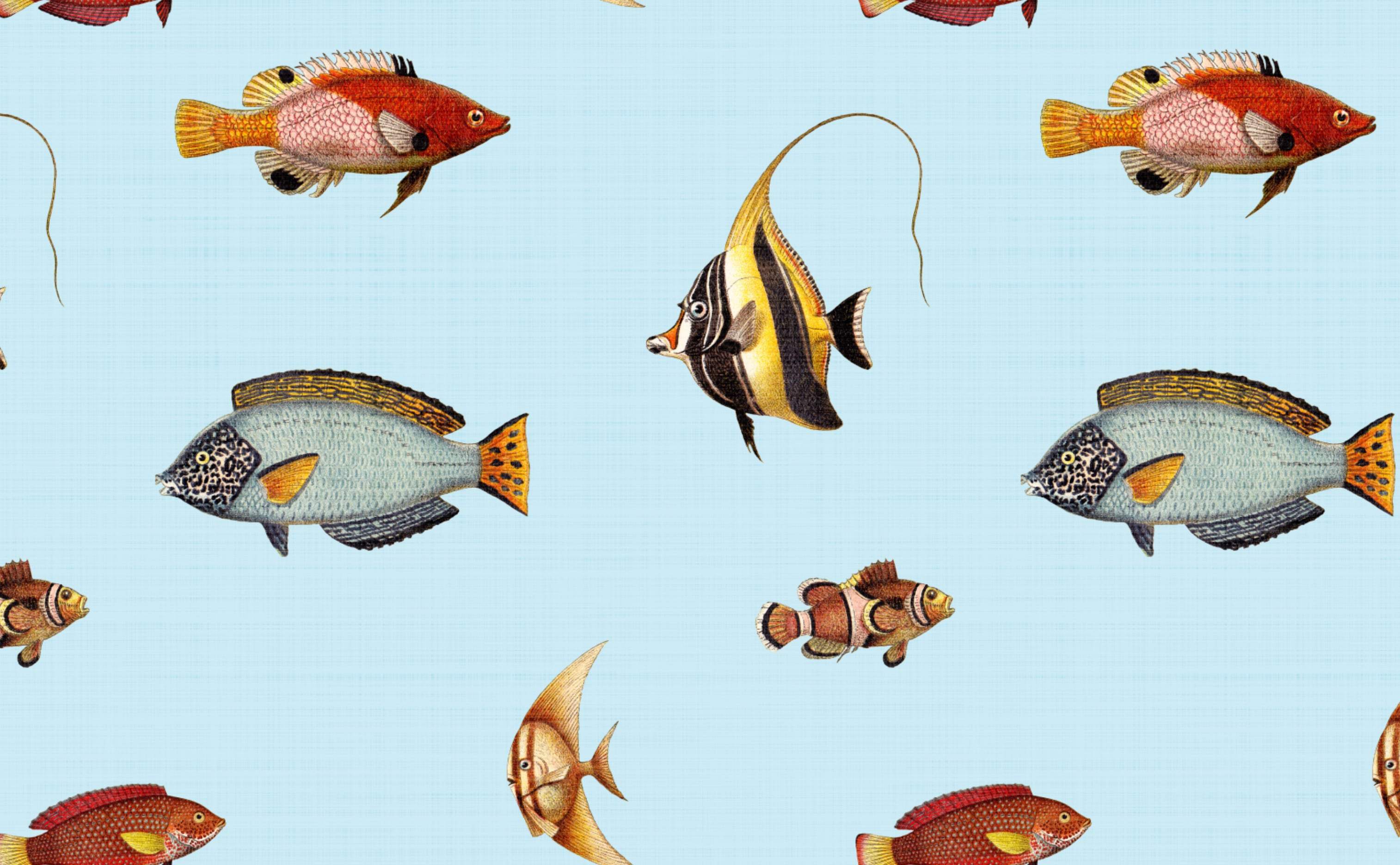 Ocean Reef Fish Wallpaper For Walls Marine Life