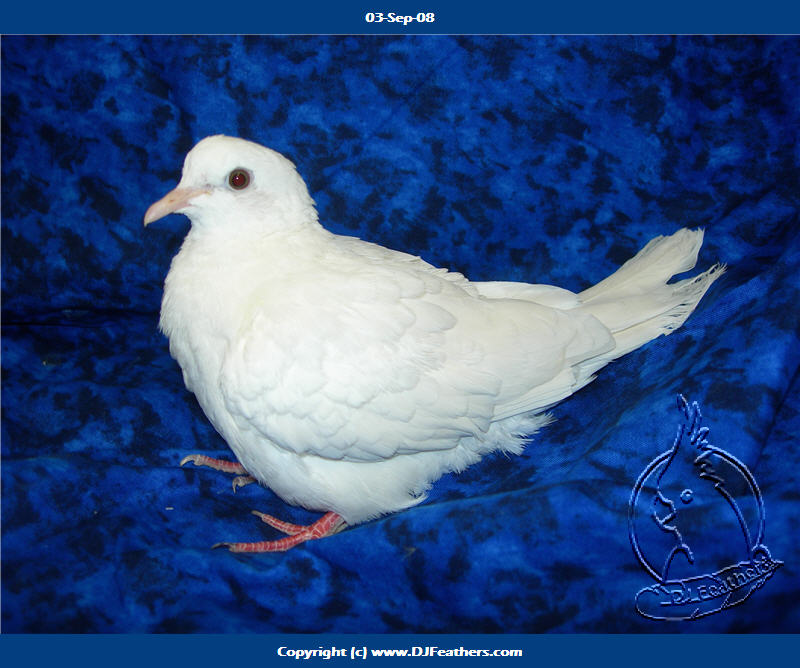 Dj Feathers Aviary Doves For Sale