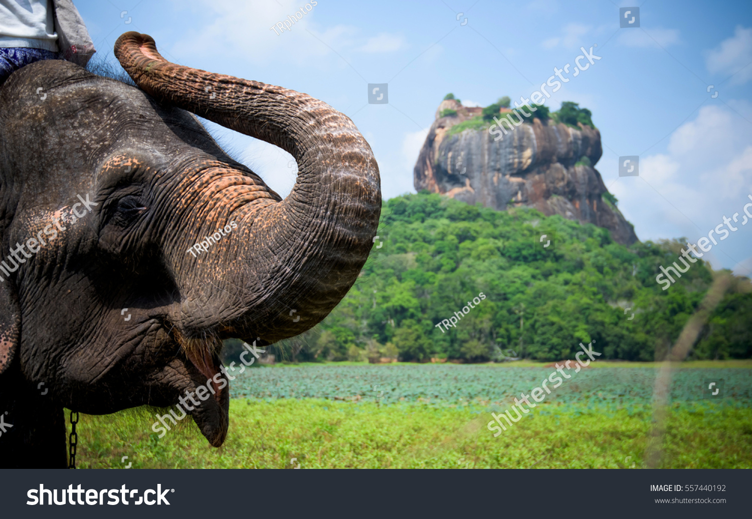 Elephant Sigiriya Lion Rock Fortress Sri Stock Photo Edit Now