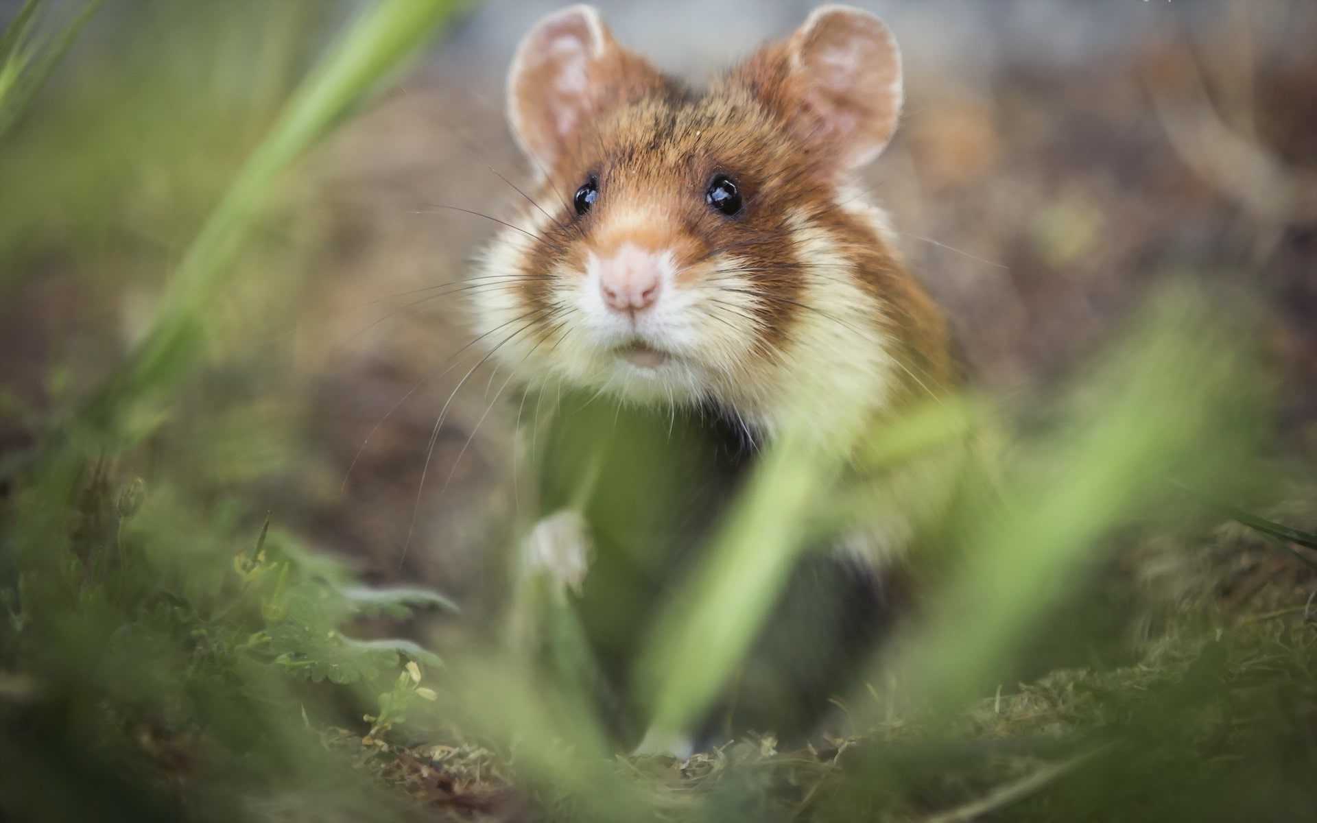 Hamster Wallpaper
