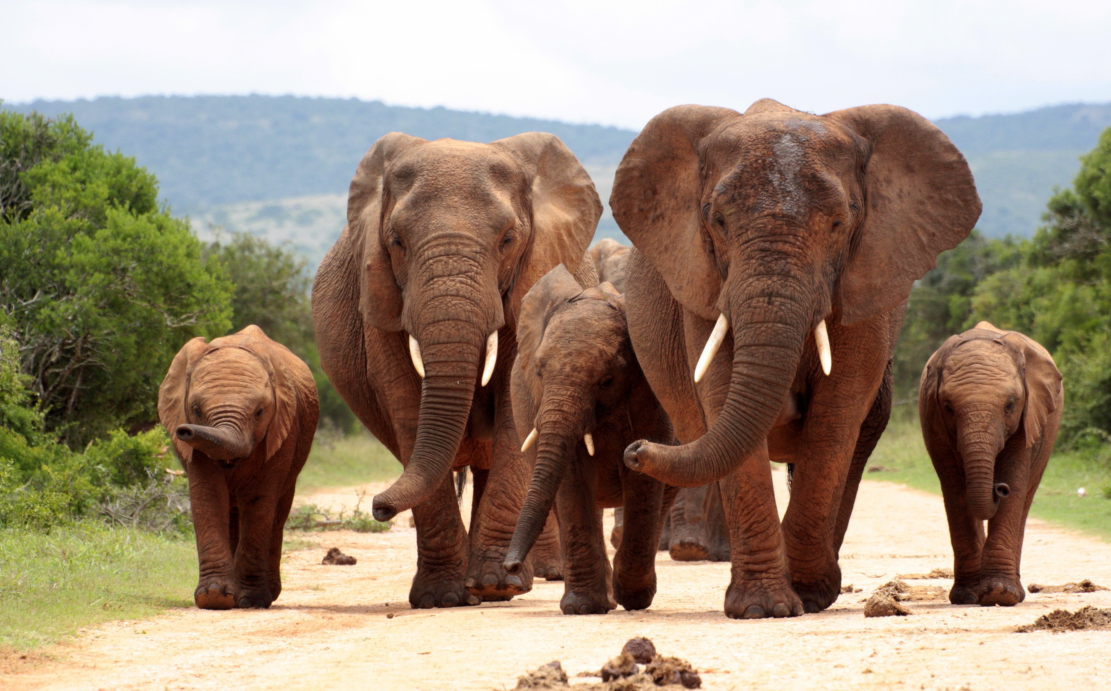 Animals Mammals Elephant Wallpaper HD