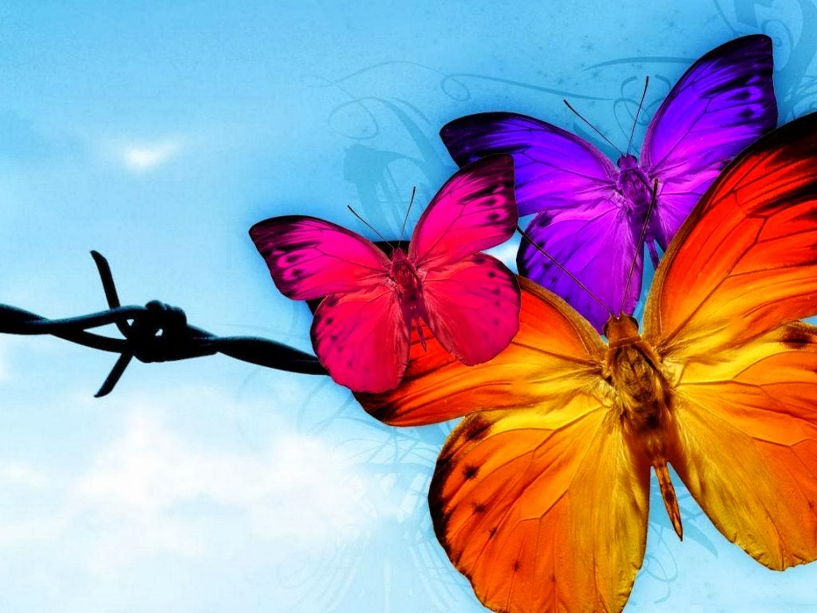 Pink orange and purple butterflies free desktop wallpapers   beautiful