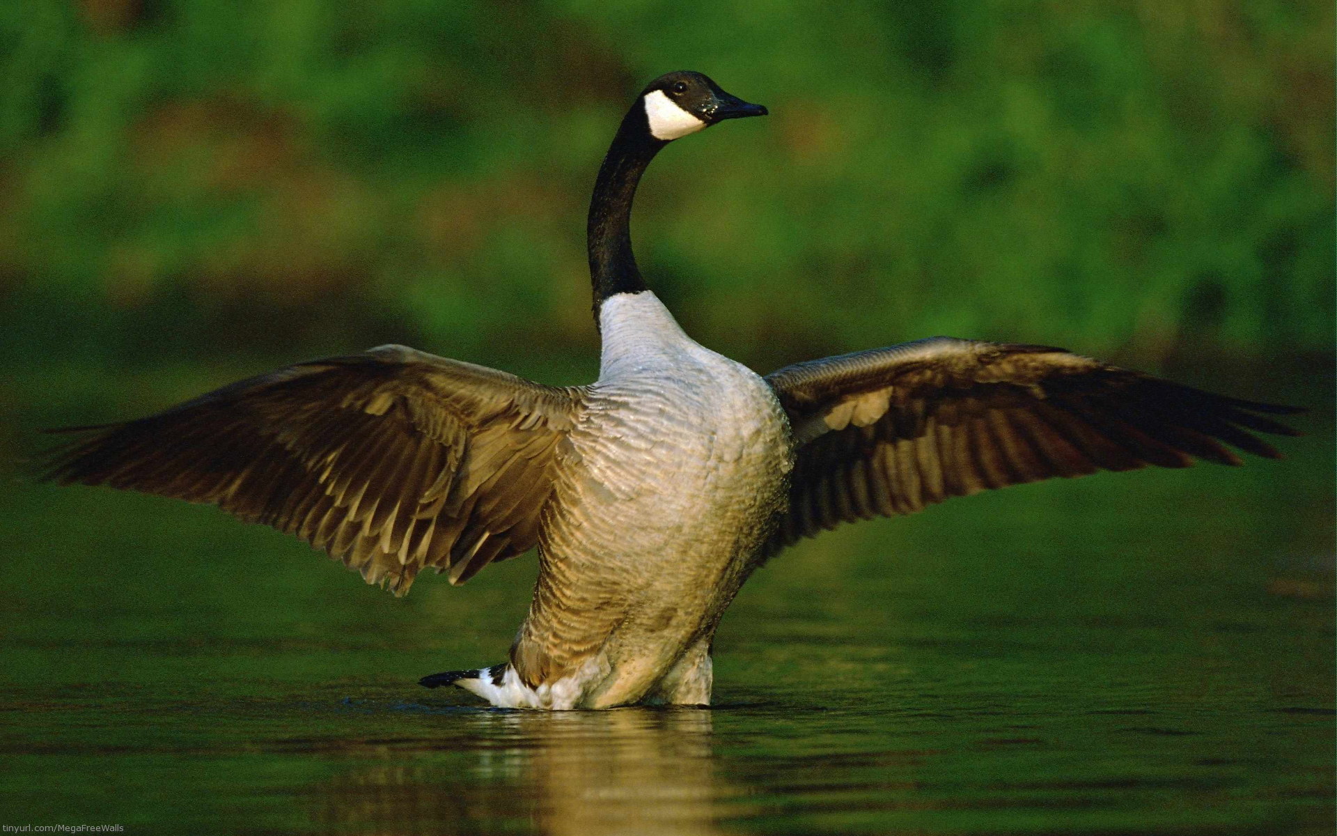 Majestic Goose Wallpaper