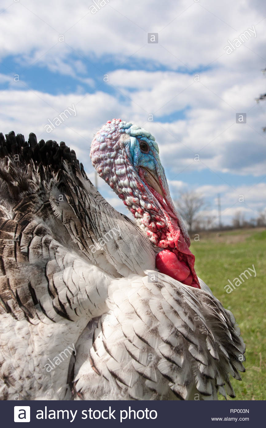 Turkey Male Or Gobbler Closeup On The Blue Sky Background Stock