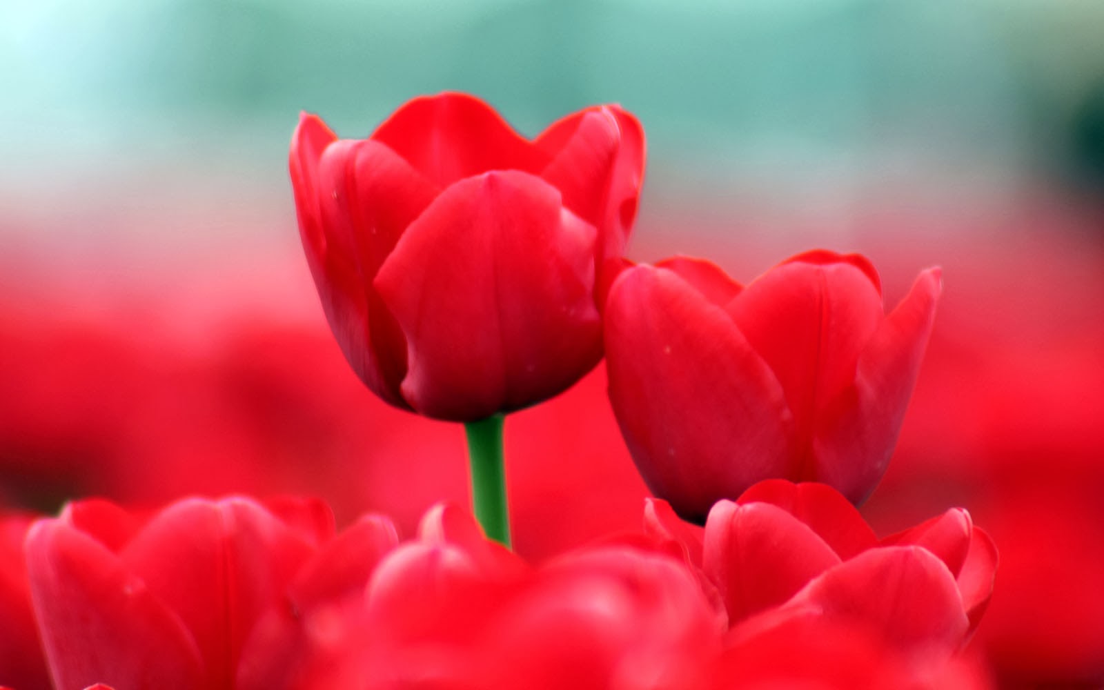 Wallpaper Red Tulips Desktop