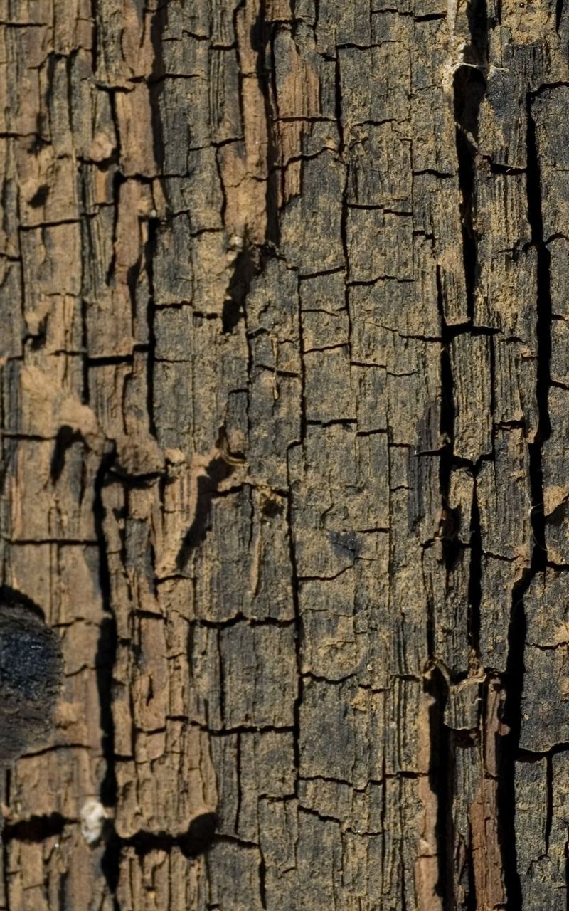 Tree Bark Wallpaper Best Auto Res
