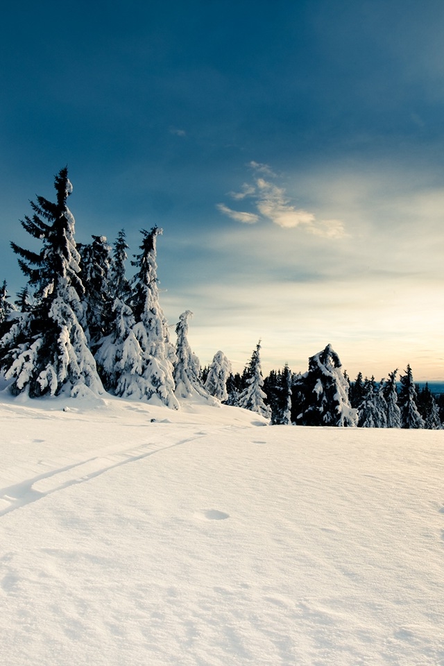 Winter In Woods iPhone HD Wallpaper