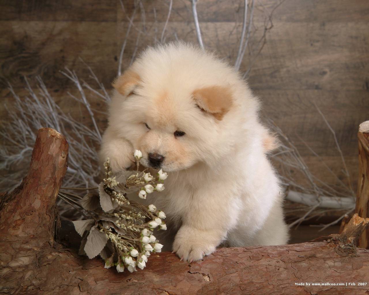 Chow Playing With Flowers Sweet Dogs Wallpaper