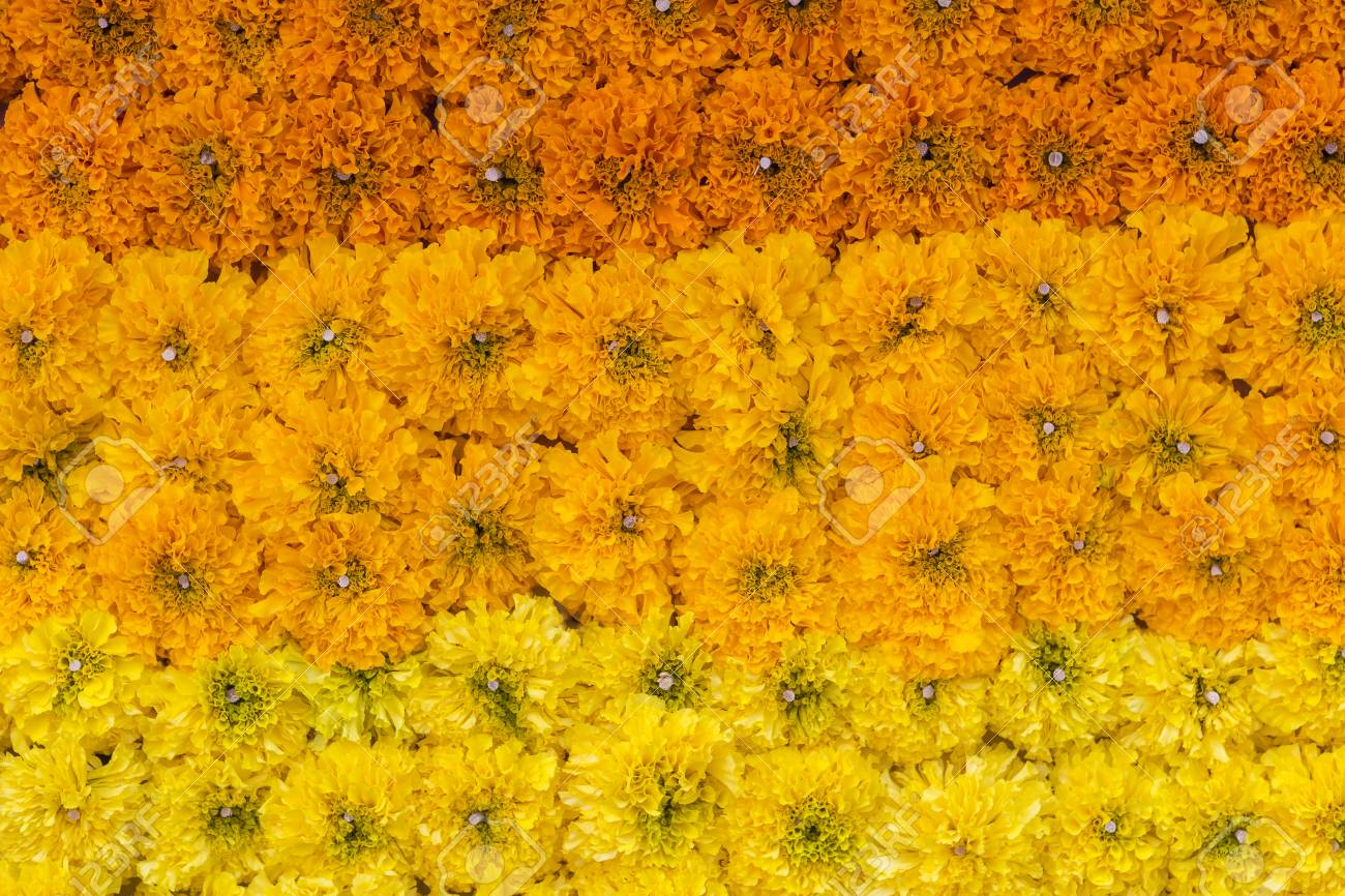 Colorful Fresh Marigold Flower Background Beautiful Yellow