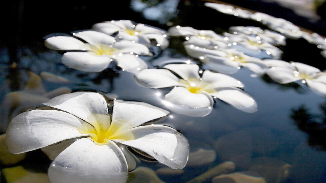 Free download Plumeria Flowers HD Wallpaper 2015 [1366x768] for your ...