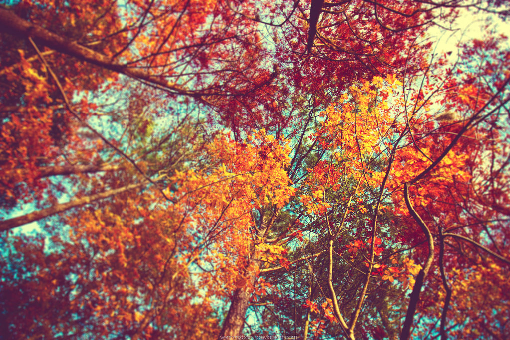 Autumn Leaves Wallpaper By Venomxbaby