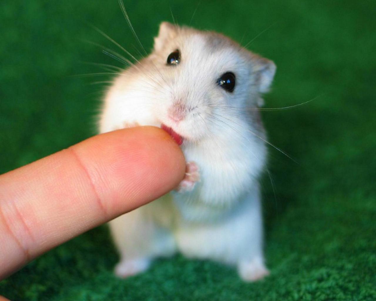 Hamster Wallpaper High Quality And Resolution