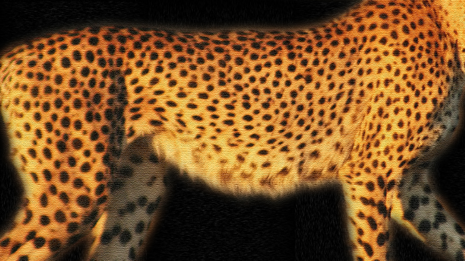 Cheetah Wallpaper HD Pictures
