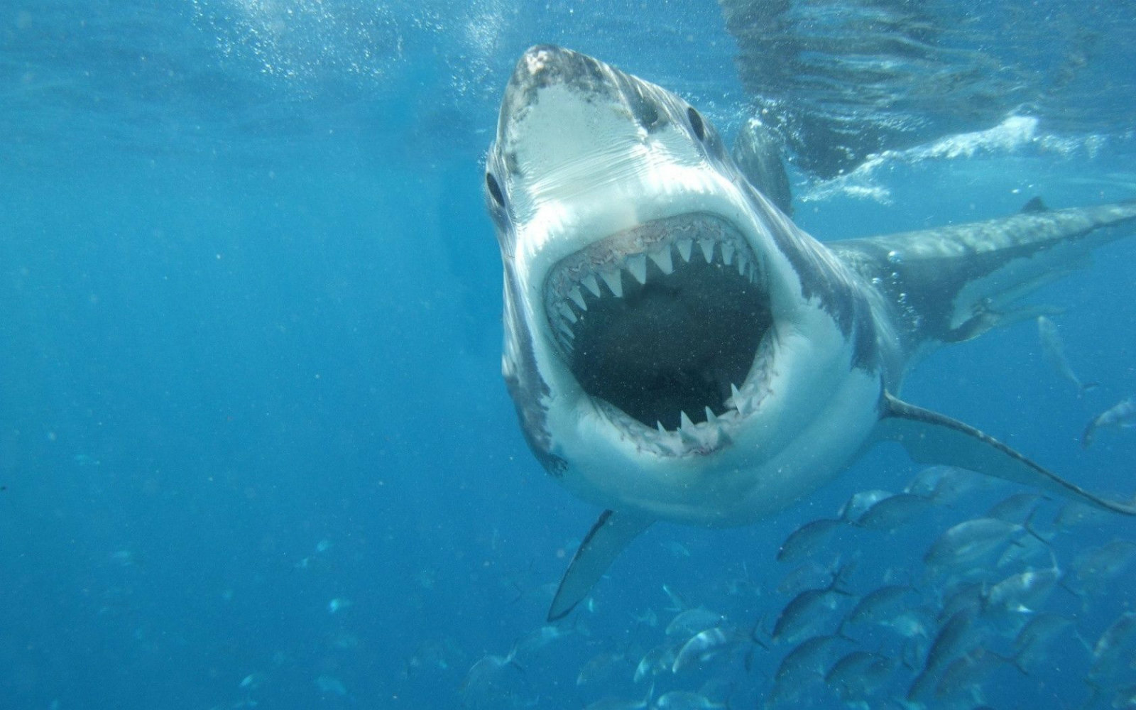 Great White Shark HD Wallpapers Shark Pictures Images Most 1600x1000