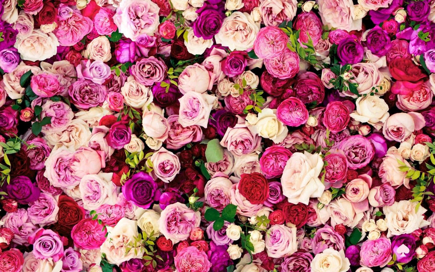Kate Spade Wallpaper