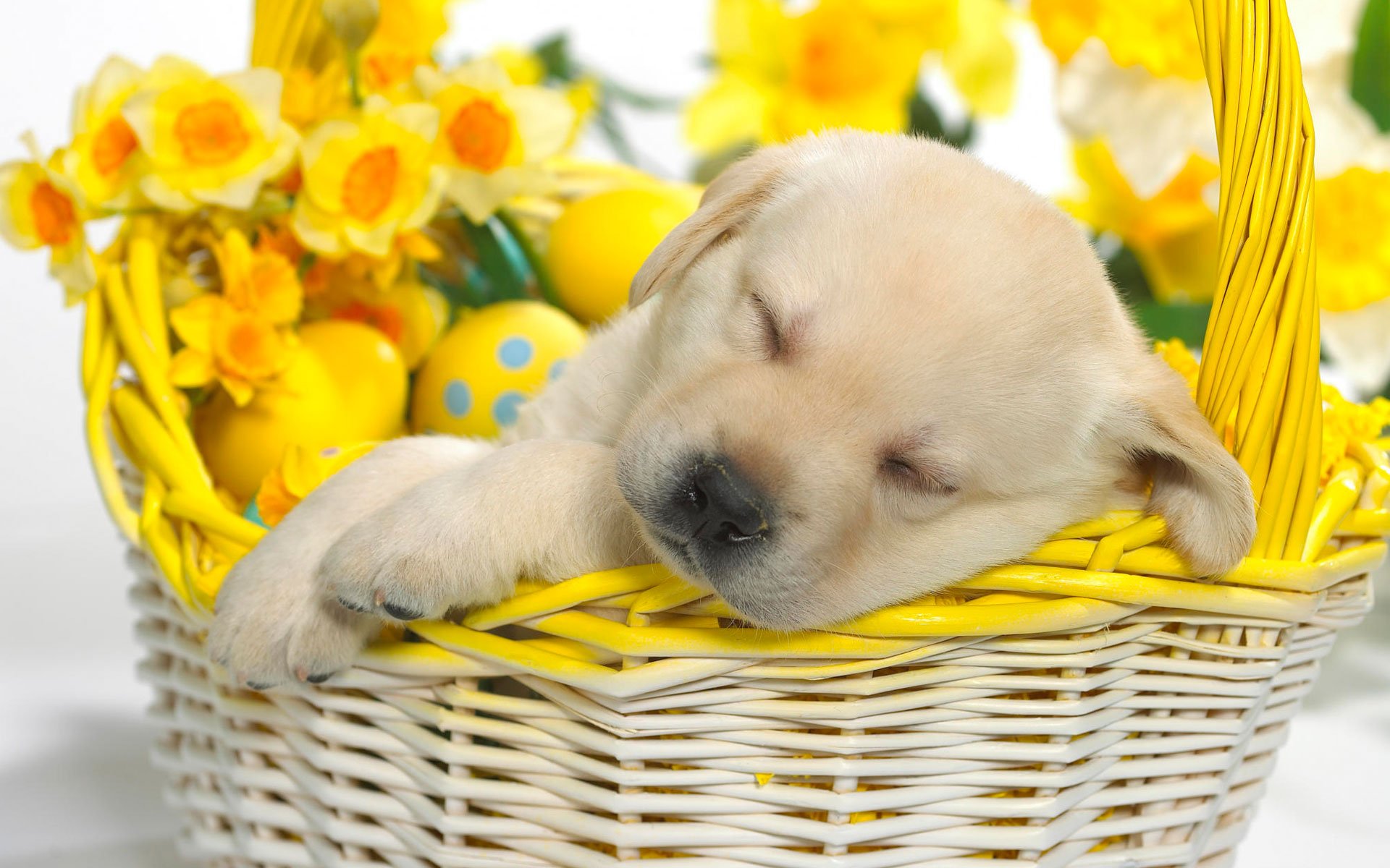 Springtime Snooze Wallpapers HD Wallpapers