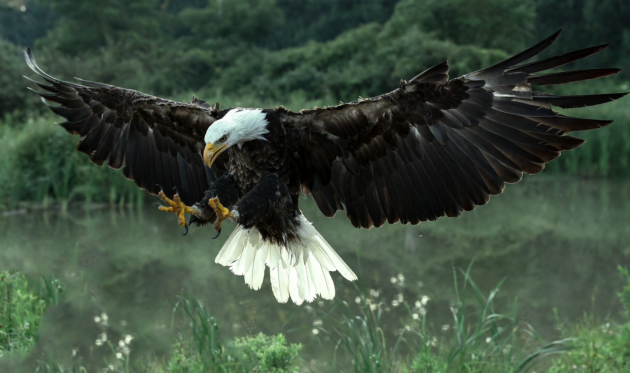 Animals Bald Eagle Wallpaper HD Desktop And Mobile