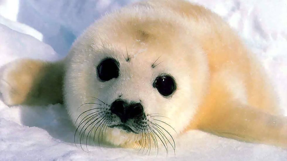 Forget Here Are Some Cute Baby Animal Picture To Start Off Wallpaper