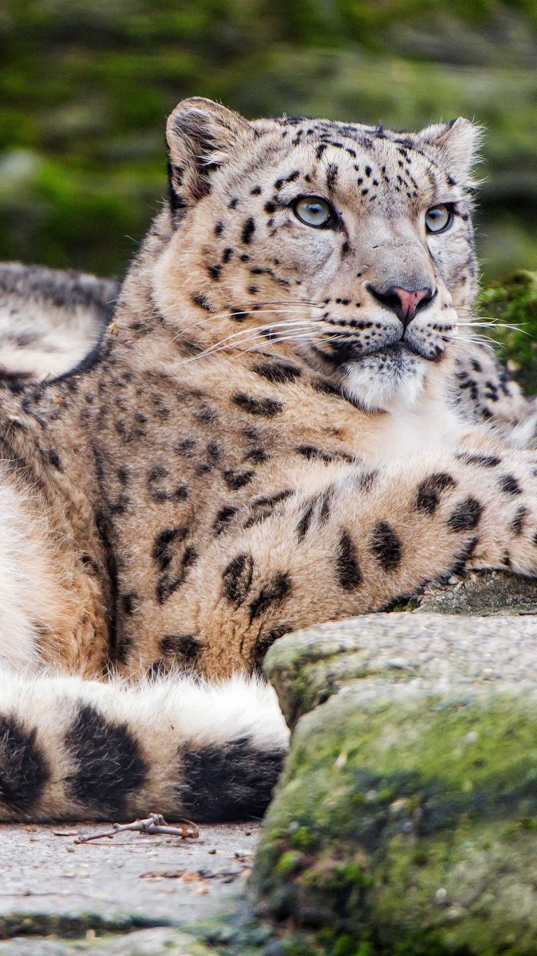 A majestic snow leopard resting on a rock, its thick fur providing warmth against the cold environment