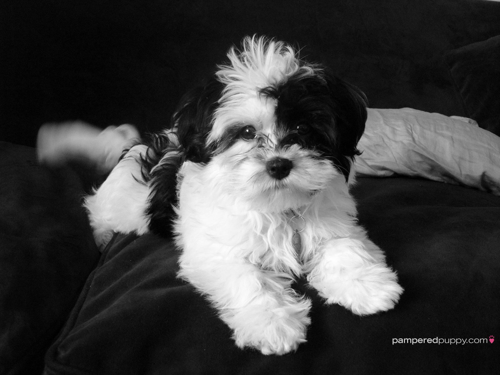 little black and white dog