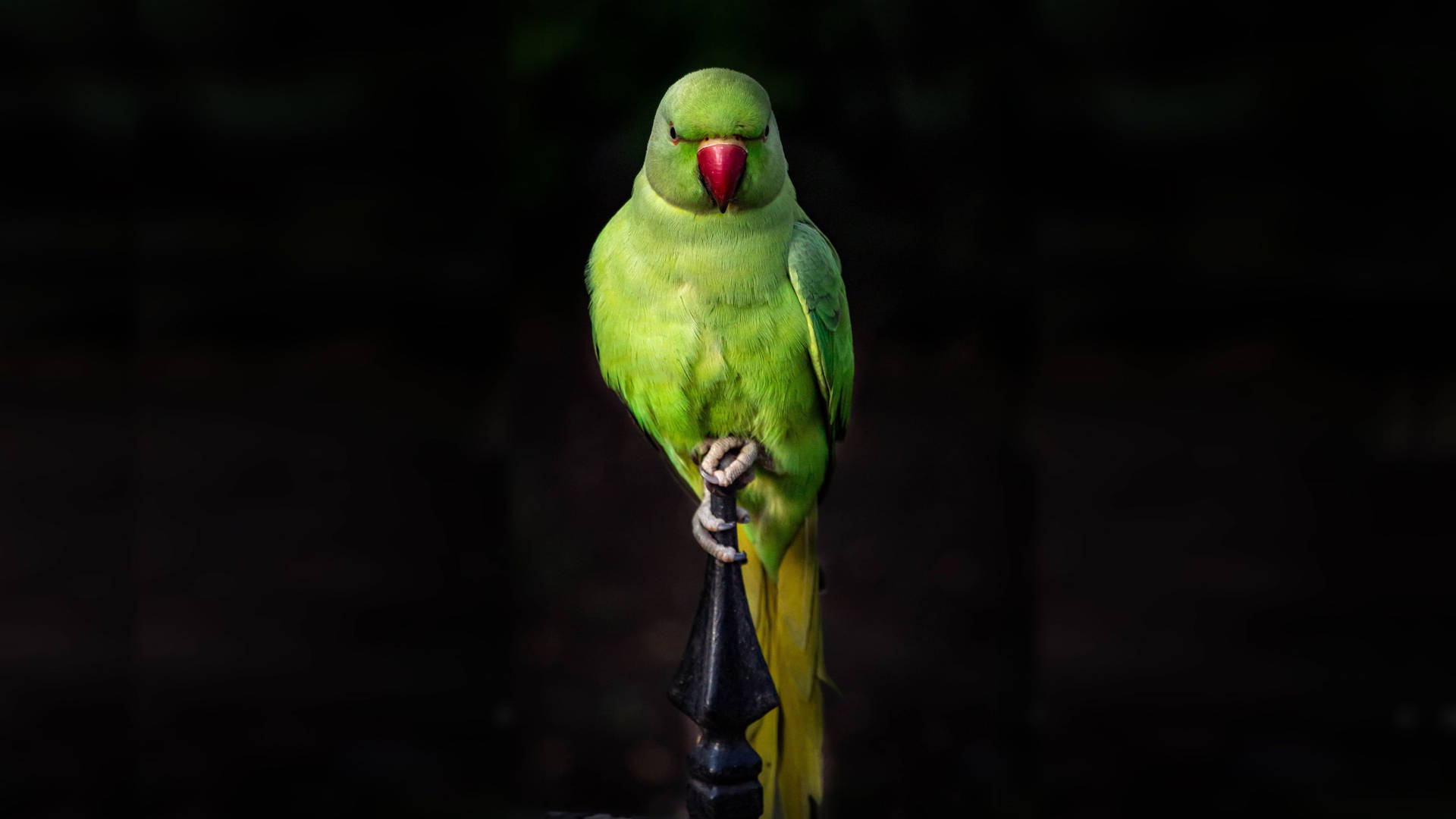 A bright green rose-ringed parakeet perched on a dark metal post against a dark background