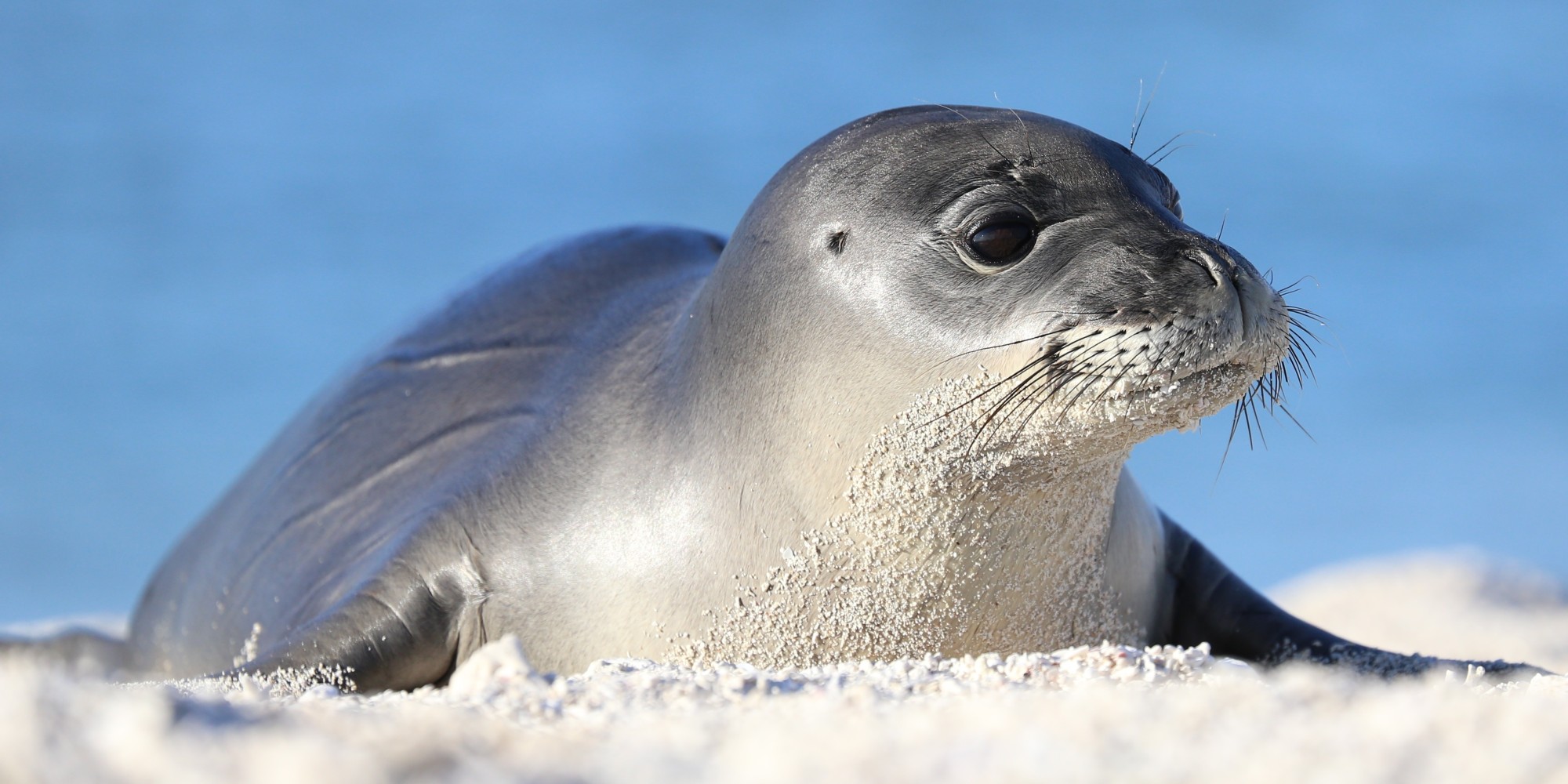 Endangered Hawaiian Monk Seals Making Very Cute Comeback Wallpaper
