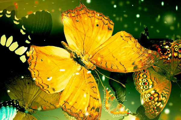 Butterflies Desktop Background
