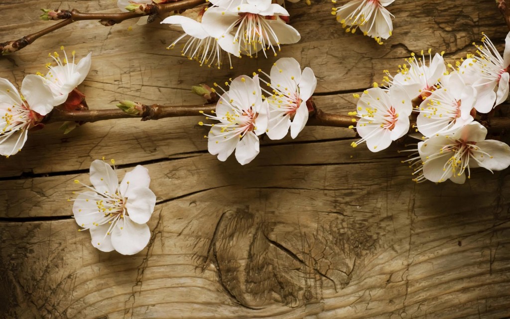 Spring Flowers Wallpaper Widescreen