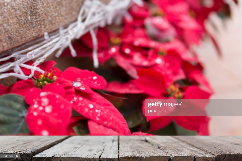 Blur Background Of Rain Drop On Poinsettias Christmas High Res