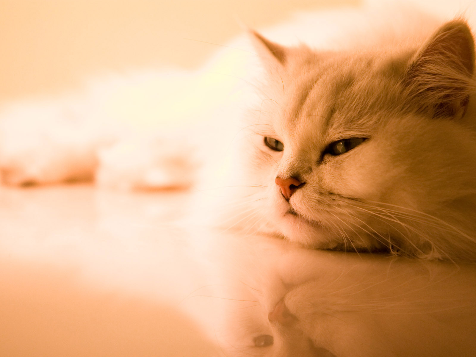 Beautiful Cat Wallpaper And Image Pictures Photos