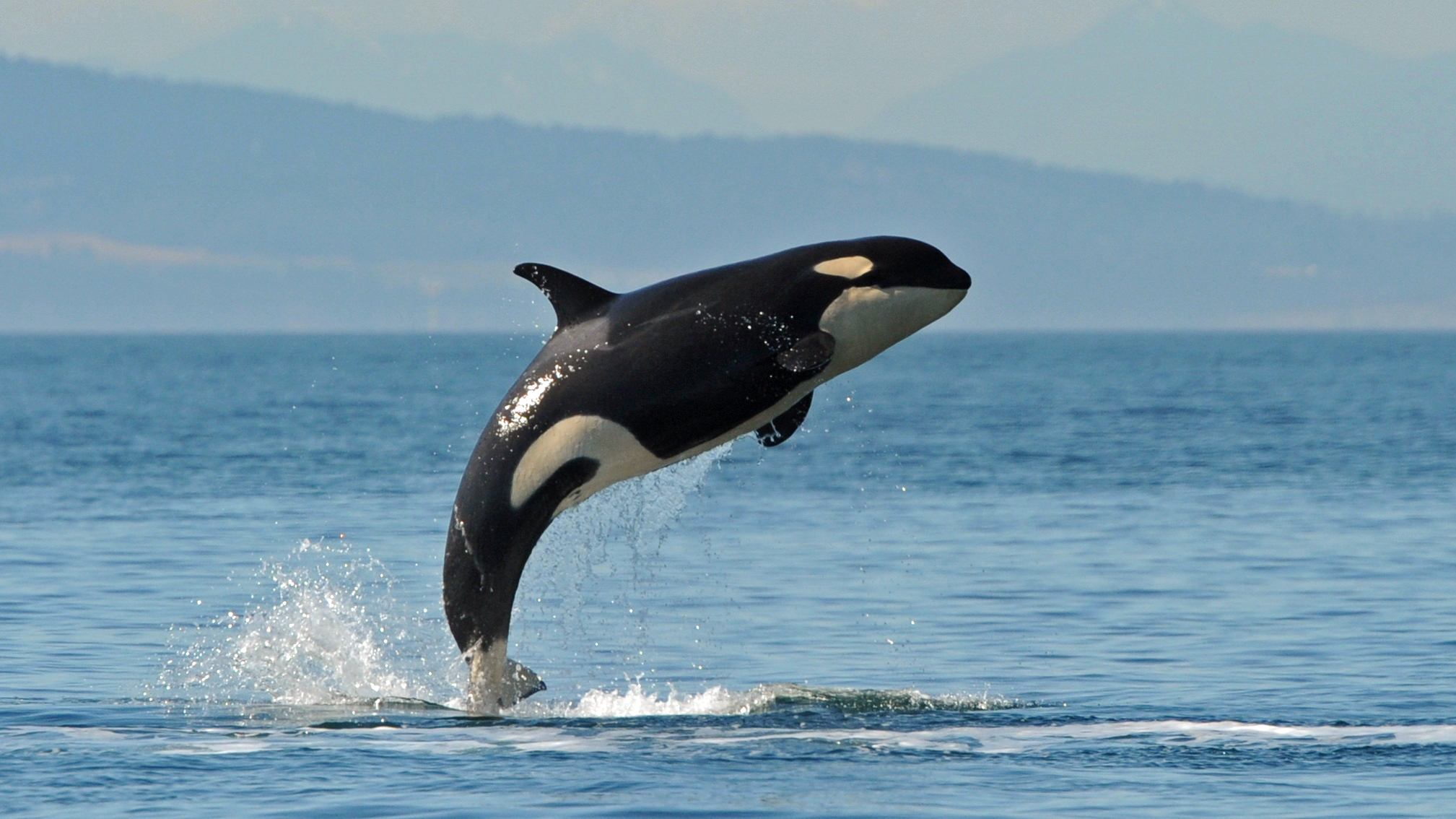 Killer Whale Live Wallpaper HD Gsfdcy