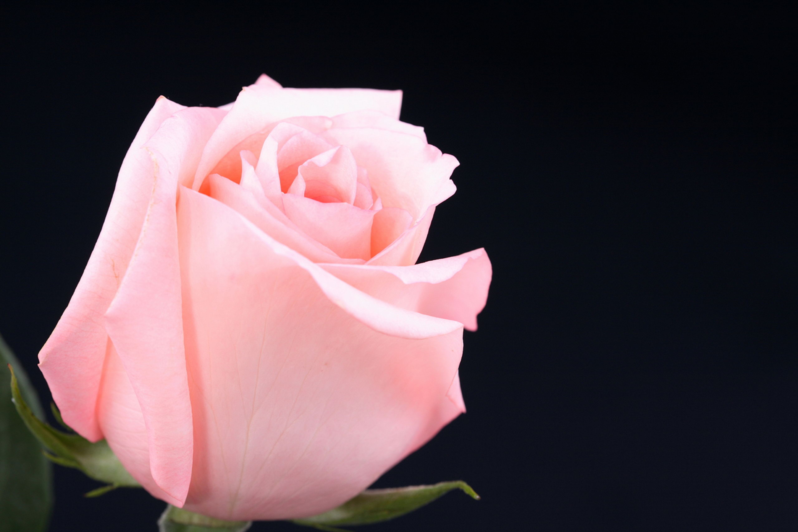 pink rose black backgroundbeautiful scarlet roses gentle petals   hq