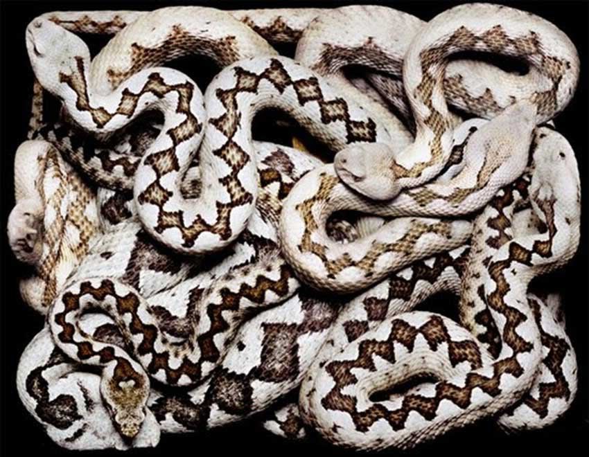 White Snake Wallpaper All About World Tattoo Design