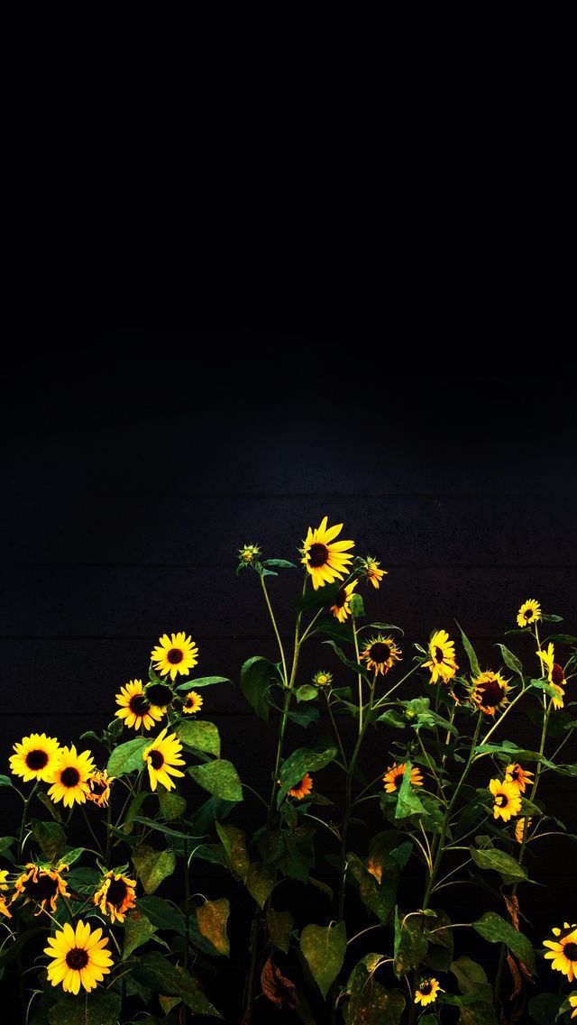 A Bunch Of Sunflowers Are In The Dark Wallpaper