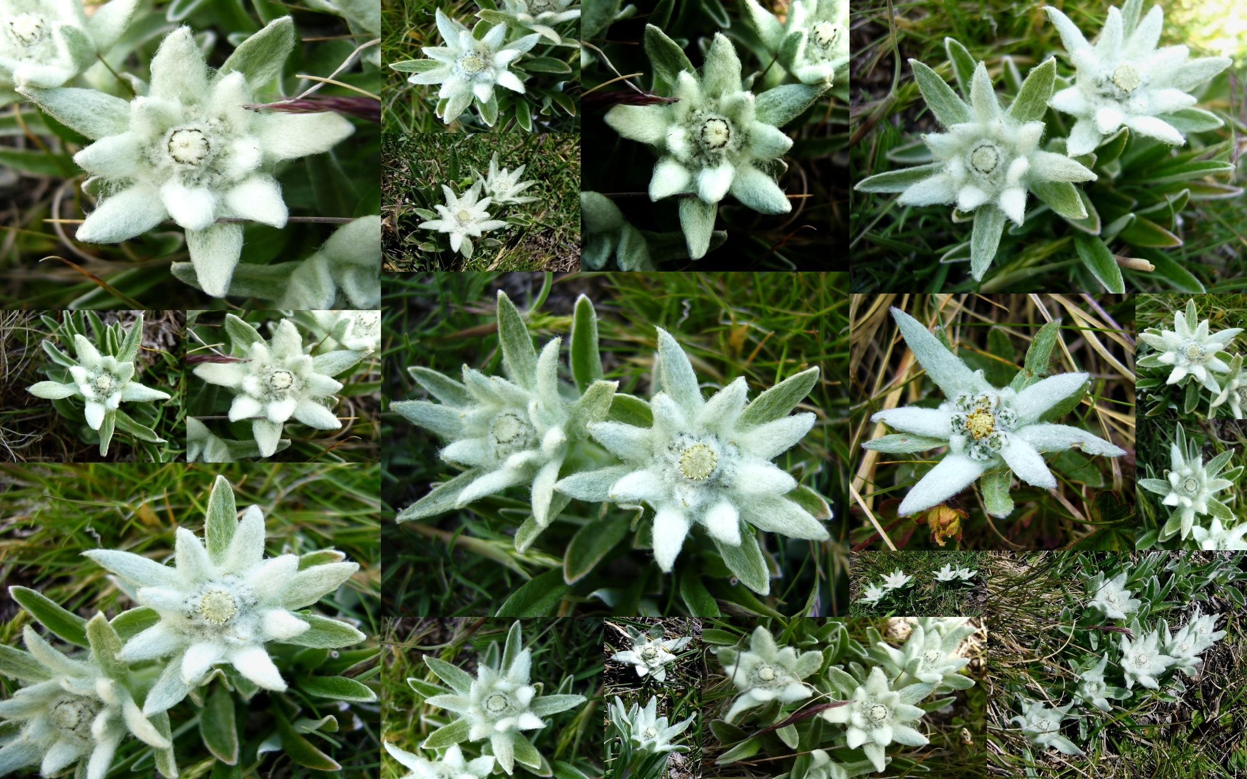 Dream Spring 2012   edelweiss of the alps Wallpapers   HD Wallpapers