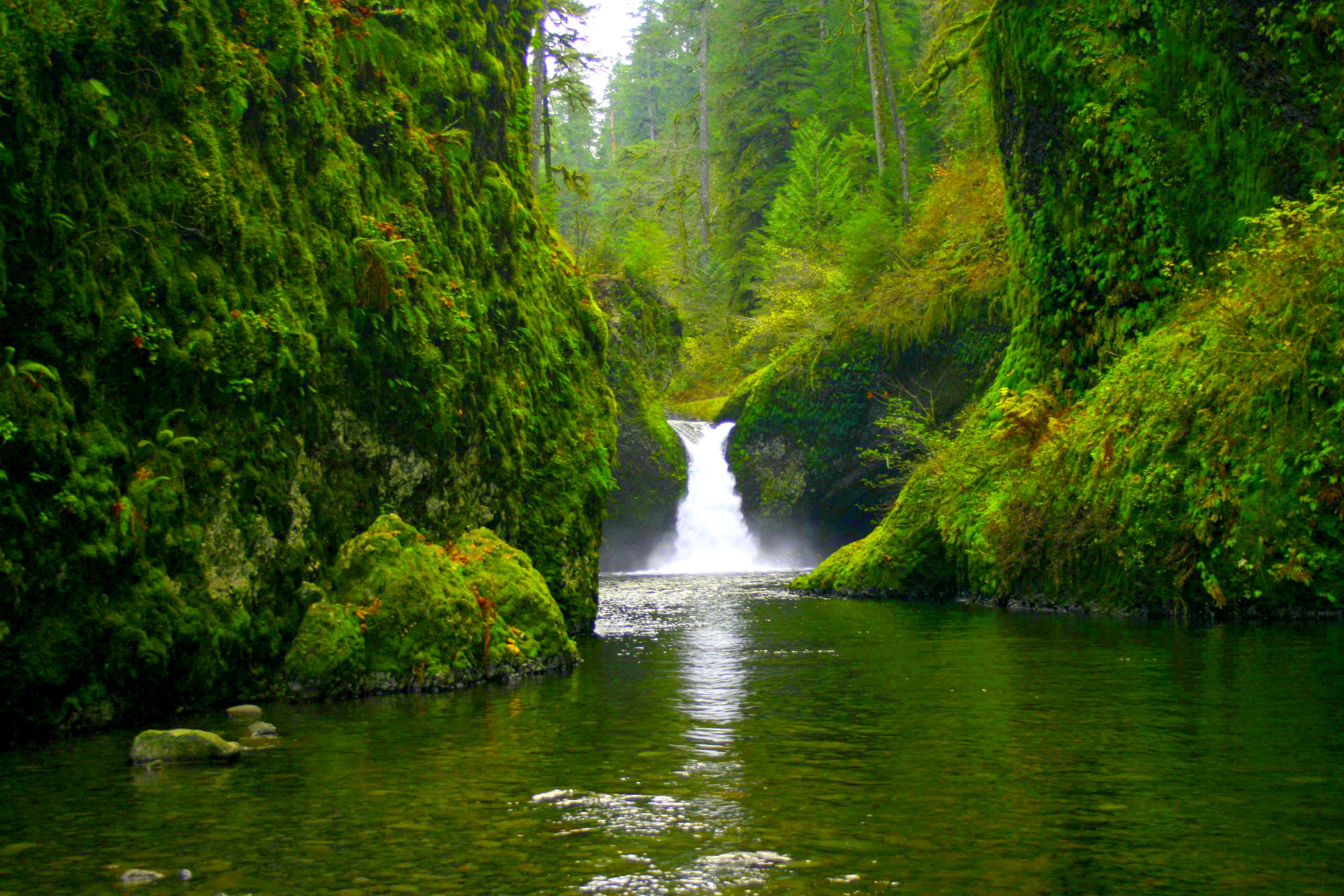 Pond Tree Forest Green Nature Waterfall 4k Ultra HD Wallpaper