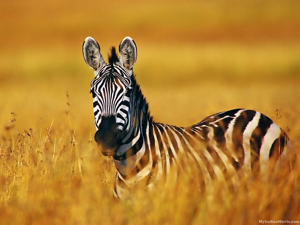 Zebra Desktop HD Wallpaper Photos Image