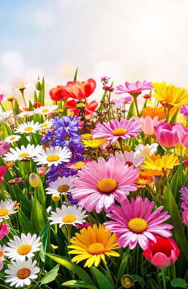 Spring Flowers Screensavers Wallpaper