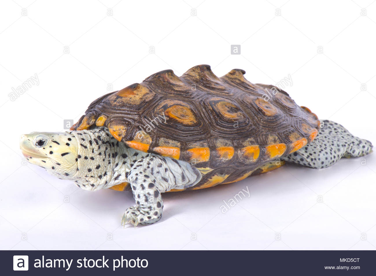 Free download Carolina diamondback terrapin Malaclemys terrapin ...