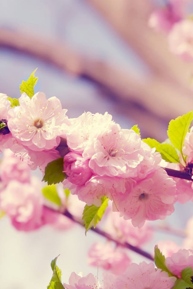 Japanese Cherry Blossom iPhone Wallpaper