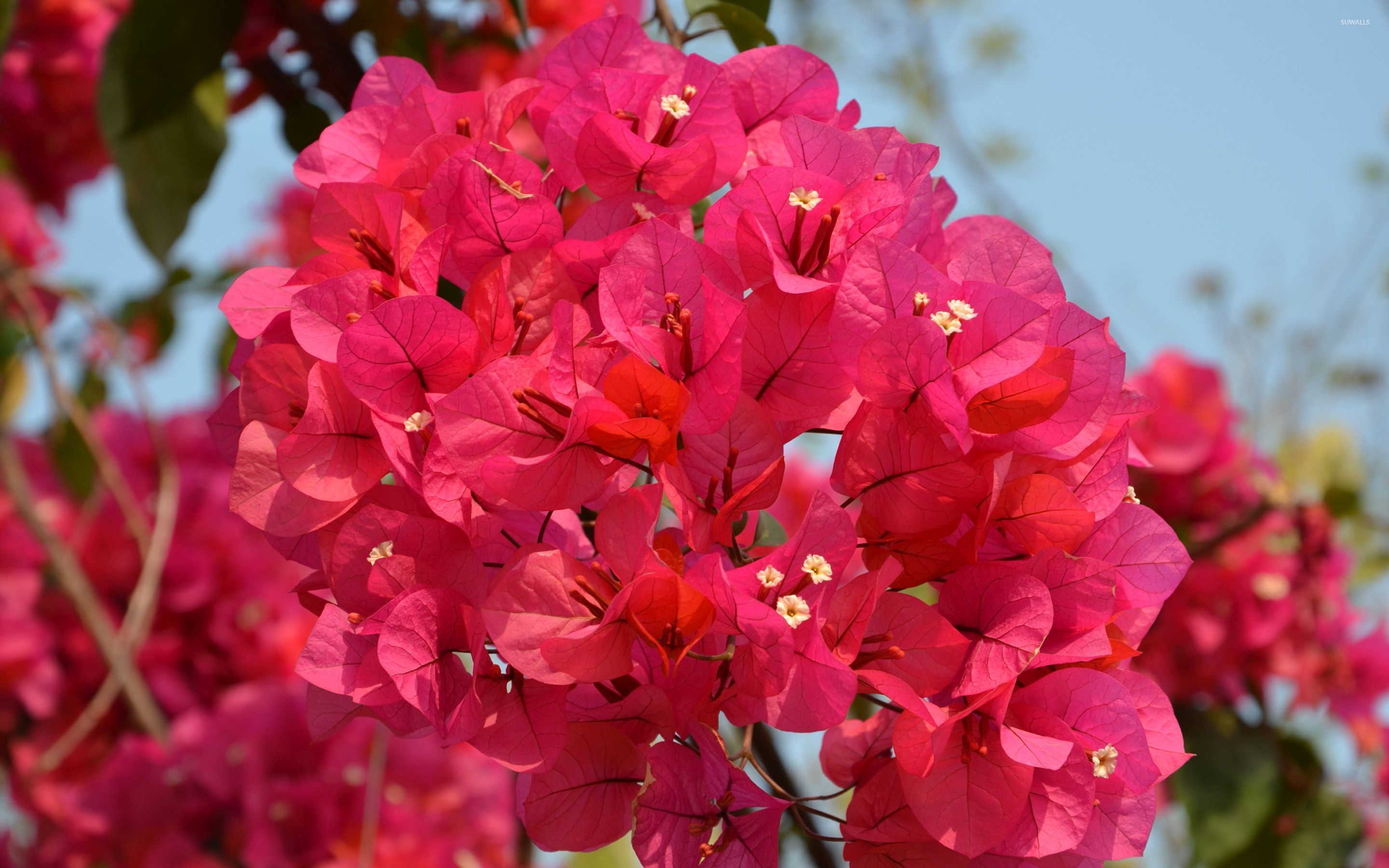 Red Bougainvilleas Wallpaper Flower